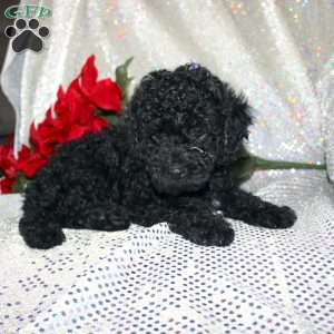 Bella, Miniature Poodle Puppy