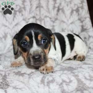 Dean, Jack Russell Mix Puppy