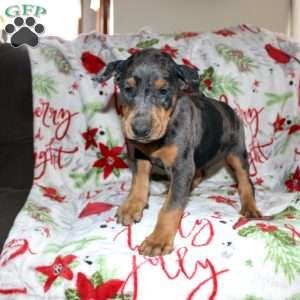 Reggie, Doberman Mix Puppy