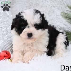 Dasher, Mini Aussiedoodle Puppy