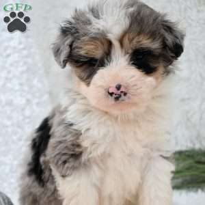 Vixen, Mini Aussiedoodle Puppy