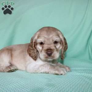 Jingles, Cocker Spaniel Puppy