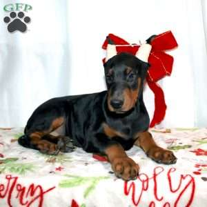 Frankencense, Doberman Pinscher Puppy