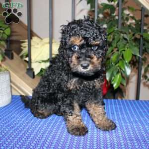 Annie, Mini Whoodle Puppy