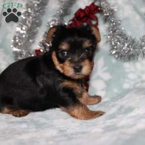 David, Yorkie Puppy