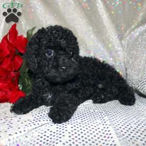 Bella, Miniature Poodle Puppy