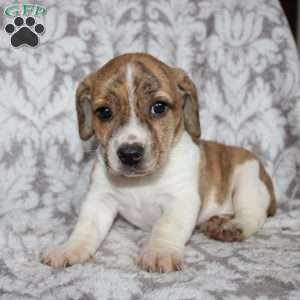 David, Jack Russell Mix Puppy