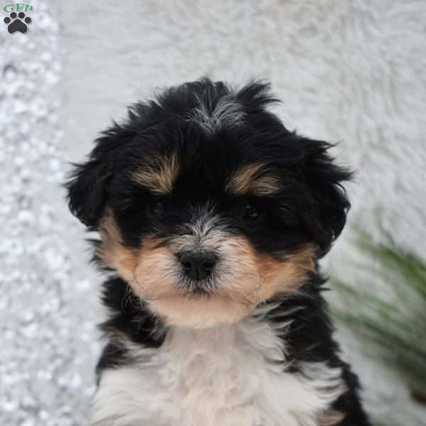 Holly, Mini Aussiedoodle Puppy