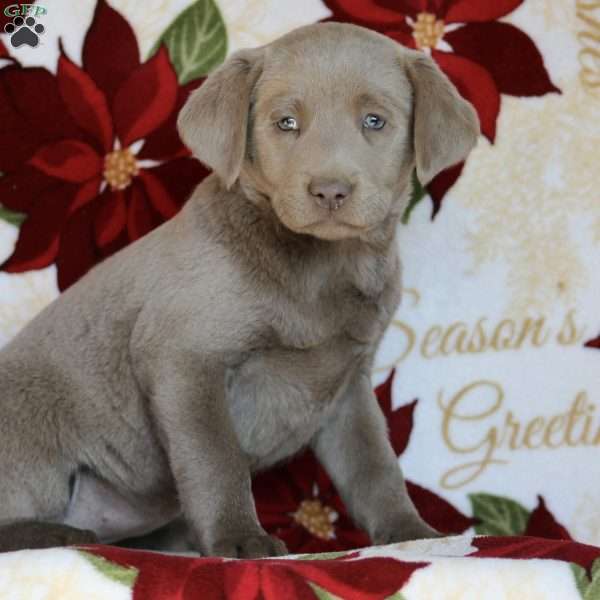 Gina, Silver Labrador Retriever Puppy