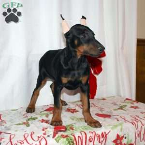 Ethan, Doberman Pinscher Puppy