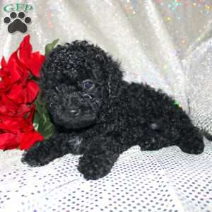 Bella, Miniature Poodle Puppy