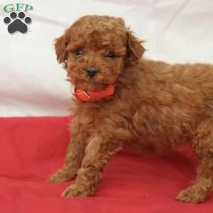 Masha, Miniature Poodle Puppy