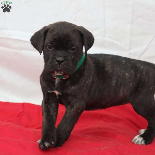 Zara, Cane Corso Puppy