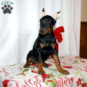 Ethan, Doberman Pinscher Puppy