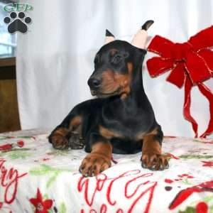 Frankencense, Doberman Pinscher Puppy