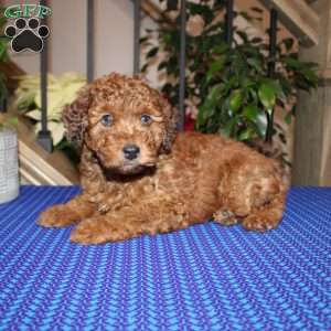 Allen, Mini Whoodle Puppy