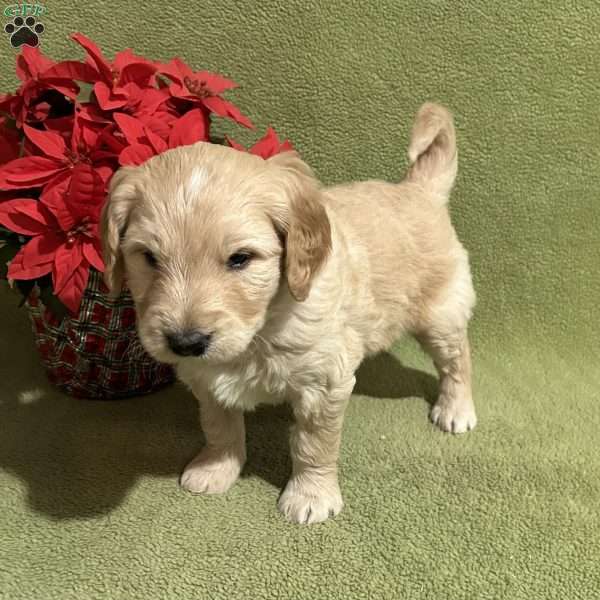 SNOWBELL, Goldendoodle Puppy