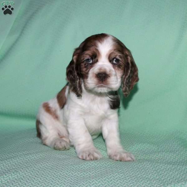 Joy, Cocker Spaniel Puppy