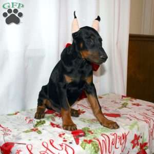 Ethan, Doberman Pinscher Puppy