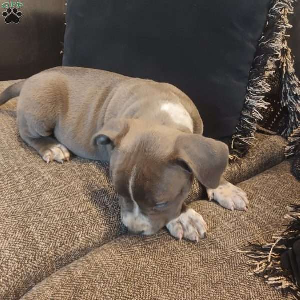 Lulu, American Bully Puppy