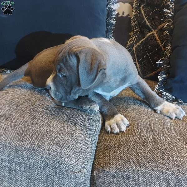 Lala, American Bully Puppy