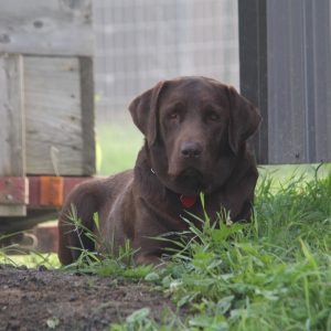 Galen & Kathy Shaum,  Breeder
