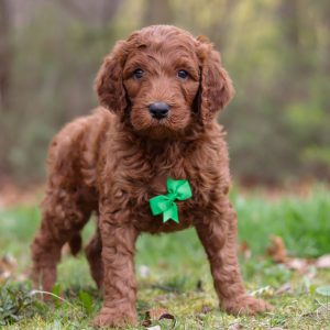 Leroy Schlabach,  Breeder