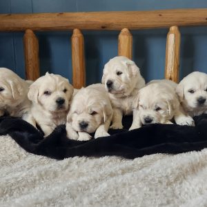 Gina Wenger, View Puppies Breeder