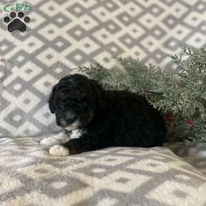 Maddie, Mini Bernedoodle Puppy