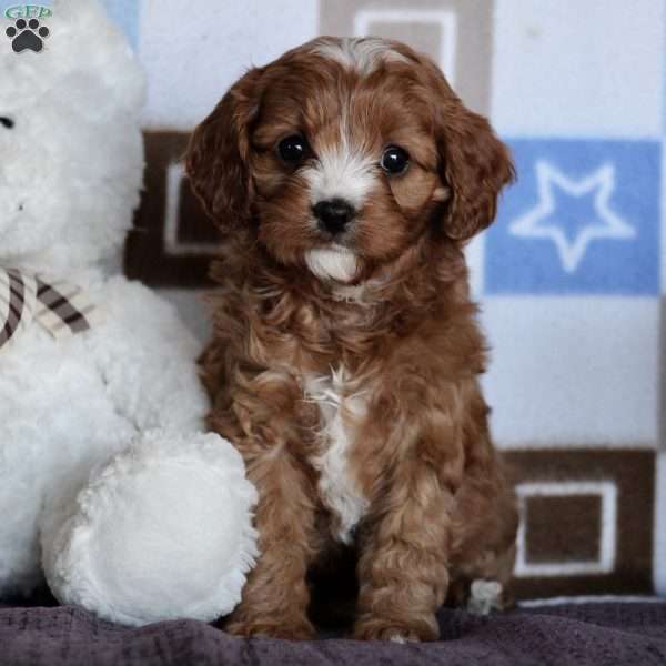 Oreo, Cavapoo Puppy