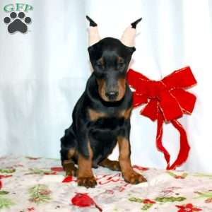 Frankencense, Doberman Pinscher Puppy