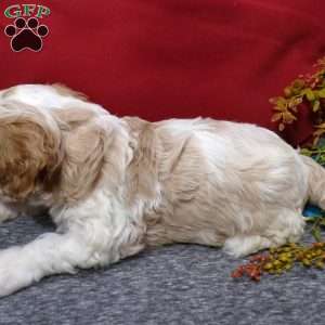 Rosco, Cavapoo Puppy