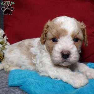 Rosco, Cavapoo Puppy