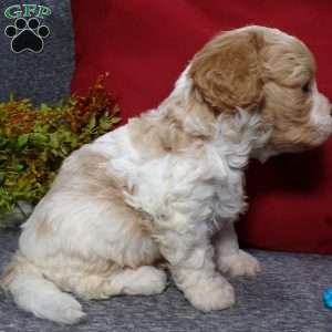 Rosco, Cavapoo Puppy