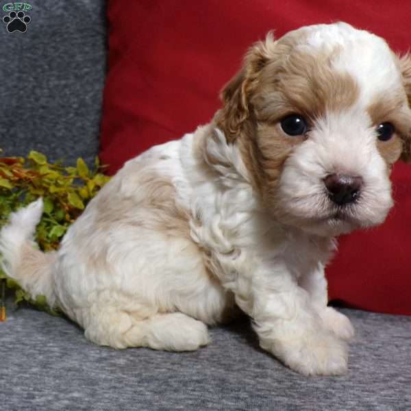 Rosco, Cavapoo Puppy