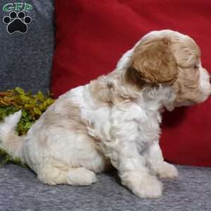 Rosco, Cavapoo Puppy