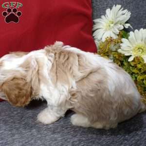 Rosco, Cavapoo Puppy