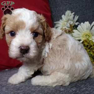 Rosco, Cavapoo Puppy