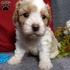 Rosco, Cavapoo Puppy