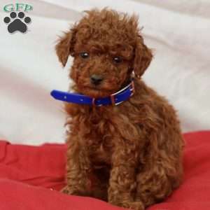 Mac, Miniature Poodle Puppy