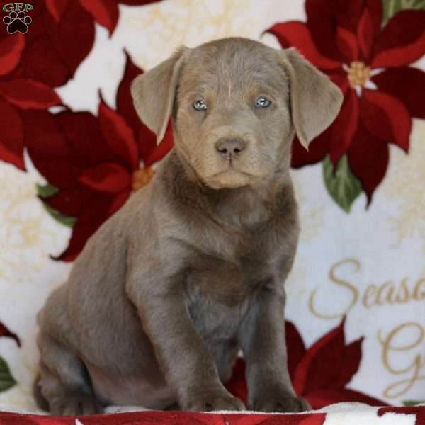 Gretta, Silver Labrador Retriever Puppy