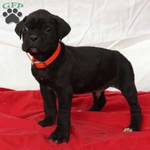 Zayn, Cane Corso Puppy