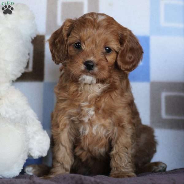 Opal, Cavapoo Puppy