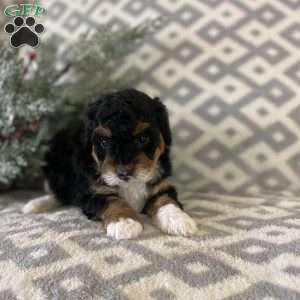 Monty, Mini Bernedoodle Puppy