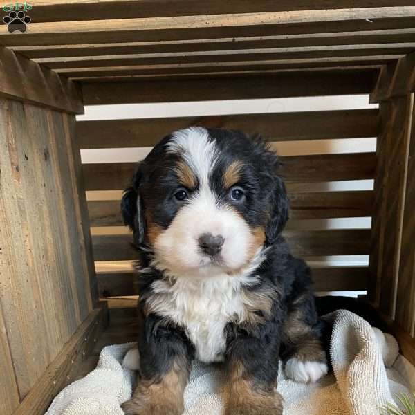 Sophie, Bernese Mountain Dog Puppy