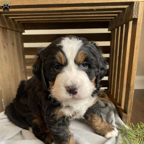 Lily, Bernese Mountain Dog Puppy