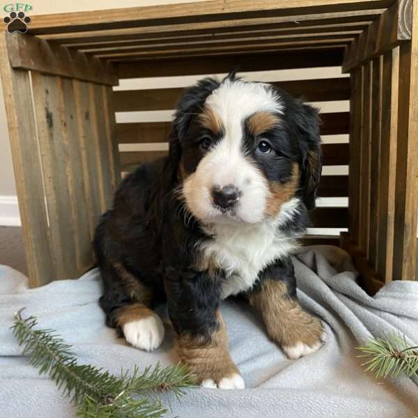 Avery, Bernese Mountain Dog Puppy