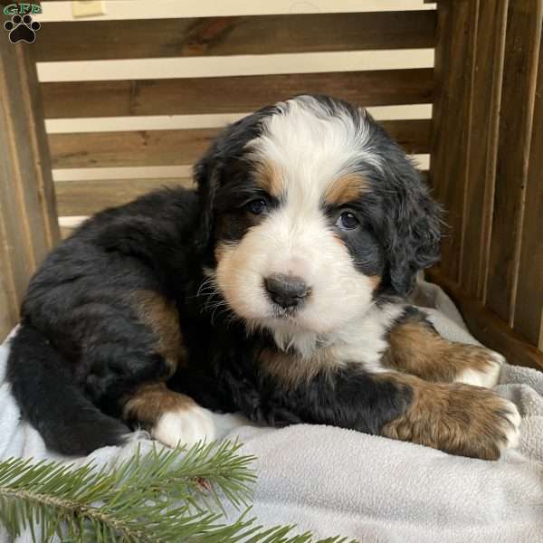 Stella, Bernese Mountain Dog Puppy