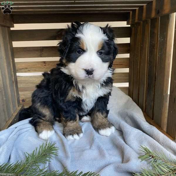 Princess, Bernese Mountain Dog Puppy