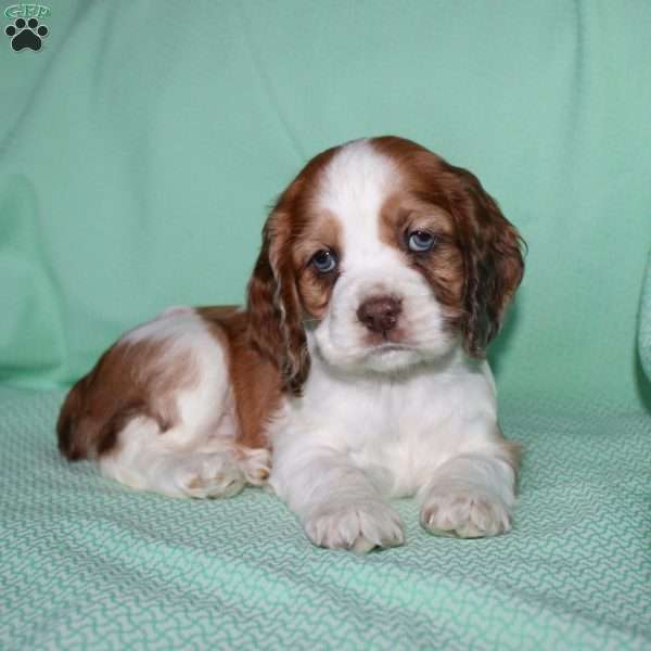 Holly, Cocker Spaniel Puppy